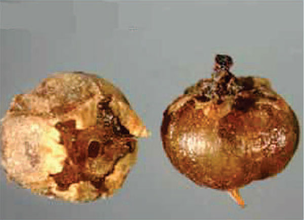 نمونه ای از غلاف سس